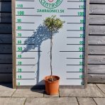 Olivovník európsky (Olea europaea)  - výška 70-90 cm, kont. C5L – NA KMIENKU (-12°C)